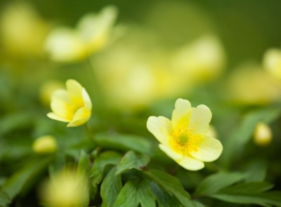 Anemone x lipsiensis 'Pallida' - medium image 3