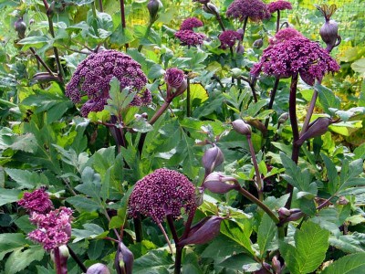 Angelica gigas - medium image 3