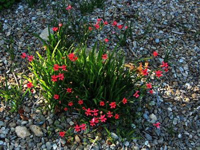Anomatheca laxa - medium image 3