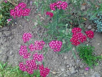 Achillea millefolium 'Cassis' - medium image 4