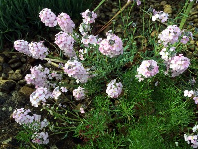 Aethionema grandiflorum - medium image 4