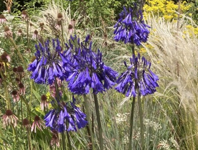 Agapanthus inapertus - medium image 4