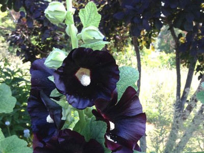 Alcea rosea 'Nigra' - medium image 4