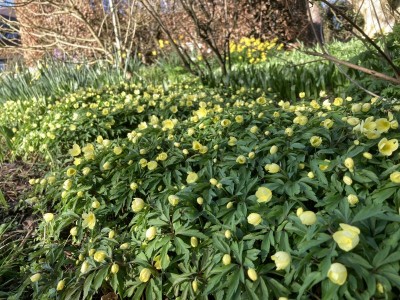 Anemone x lipsiensis 'Pallida' - medium image 4