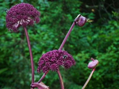 Angelica gigas - medium image 4