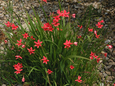Anomatheca laxa - medium image 4