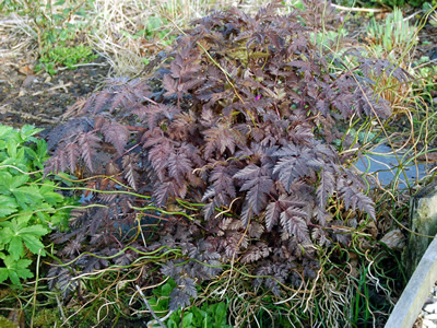 Anthriscus sylvestris 'Ravenswing' - medium image 4