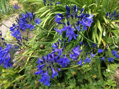 Agapanthus short dark blue Headbourne hybrids - medium image 5
