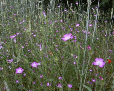 Agrostemma 'Purple Queen' - medium image 5
