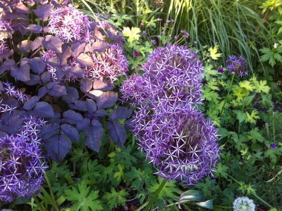 Allium cristophii AGM - medium image 5