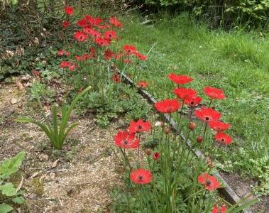 Anemone pavonina red - medium image 5