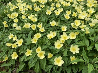 Anemone x lipsiensis 'Pallida' - medium image 5