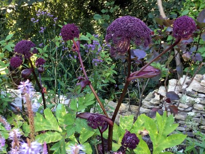 Angelica gigas - medium image 5