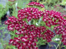 Achillea millefolium 'Cassis'