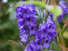 Aconitum carmichaelii 'Arendsii'
