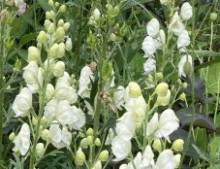 Aconitum napellus 'Album'