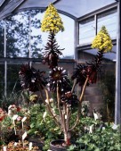 Aeonium 'Zwartkop'
