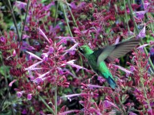 Agastache 'Bolero'