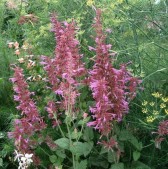 Agastache 'Heather Queen'