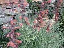 Agastache rupestris