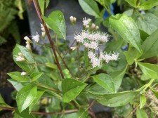 Ageratina ligustrina