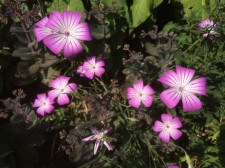 Agrostemma 'Purple Queen'