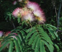 Albizia julibrissin