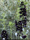 Alcea rosea 'Nigra'