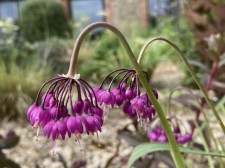 Allium cernuum AGM