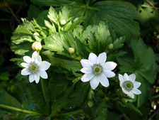 Anemone rivularis