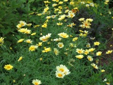Argyranthemum 'Jamaica Primrose'