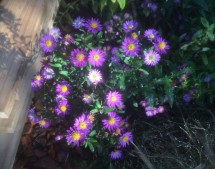 Aster 'Ezo Murasaki'