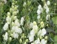 Aconitum napellus 'Album' - small image 1