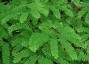 Adiantum pedatum - small image 1