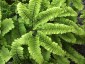 Adiantum pedatum 'Imbricatum' - small image 1