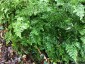 Adiantum venustum - small image 1