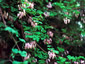 Adlumia fungosa - small image 1