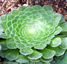 Aeonium tabuliforme - small image 1