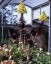 Aeonium 'Zwartkop' - small image 1