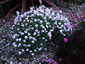 Aethionema grandiflorum - small image 1