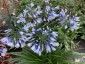 Agapanthus 'Twister' - small image 1