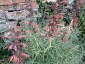 Agastache rupestris - small image 1