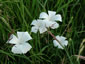 Agrostemma 'Ocean Pearl' - small image 1