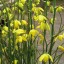 Albuca shawii - small image 1