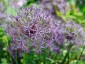Allium cristophii AGM - small image 1