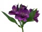 Alstroemeria Inca 'Noble' - small image 1