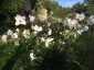 Anemone 'Andrea Atkinson' - small image 1