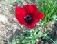 Anemone pavonina red - small image 1