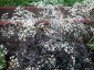Anthriscus sylvestris 'Ravenswing' - small image 1