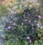 Aster 'Glow in the Dark' - small image 1